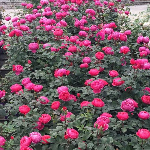 Różowy - róże rabatowe floribunda